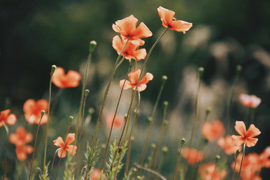 Californisk valmue 'Strawberry Fields' - Eschscholzia californica