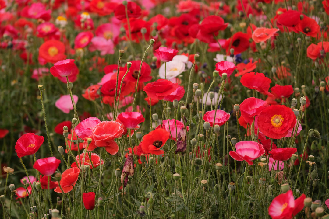 Californisk valmue 'Strawberry Fields' - Eschscholzia californica