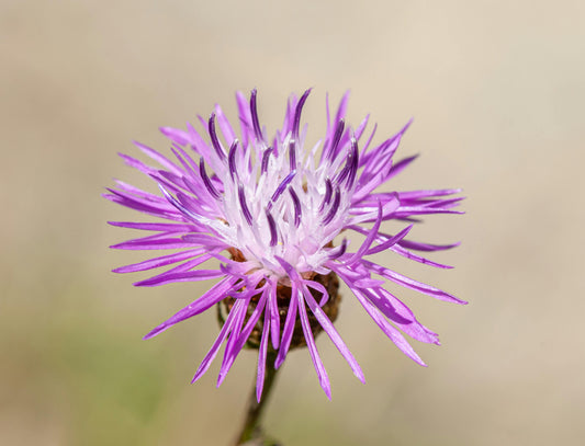 Almindelig knopurt – Centaurea jacea