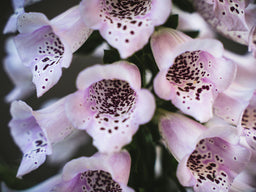 Fingerbøl - Digitalis 'Elsie Kelsie'