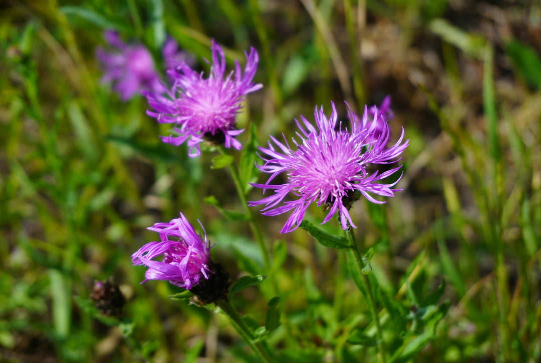 Almindelig knopurt – Centaurea jacea