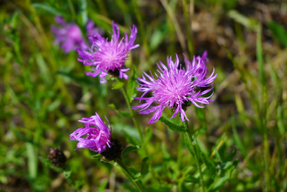 Almindelig knopurt – Centaurea jacea