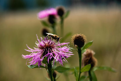 Almindelig knopurt – Centaurea jacea