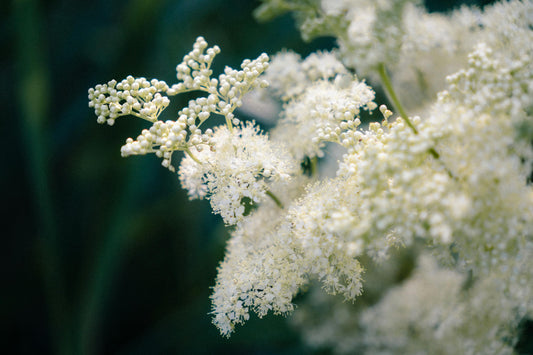 Almindelig hyld - Sambucus nigra