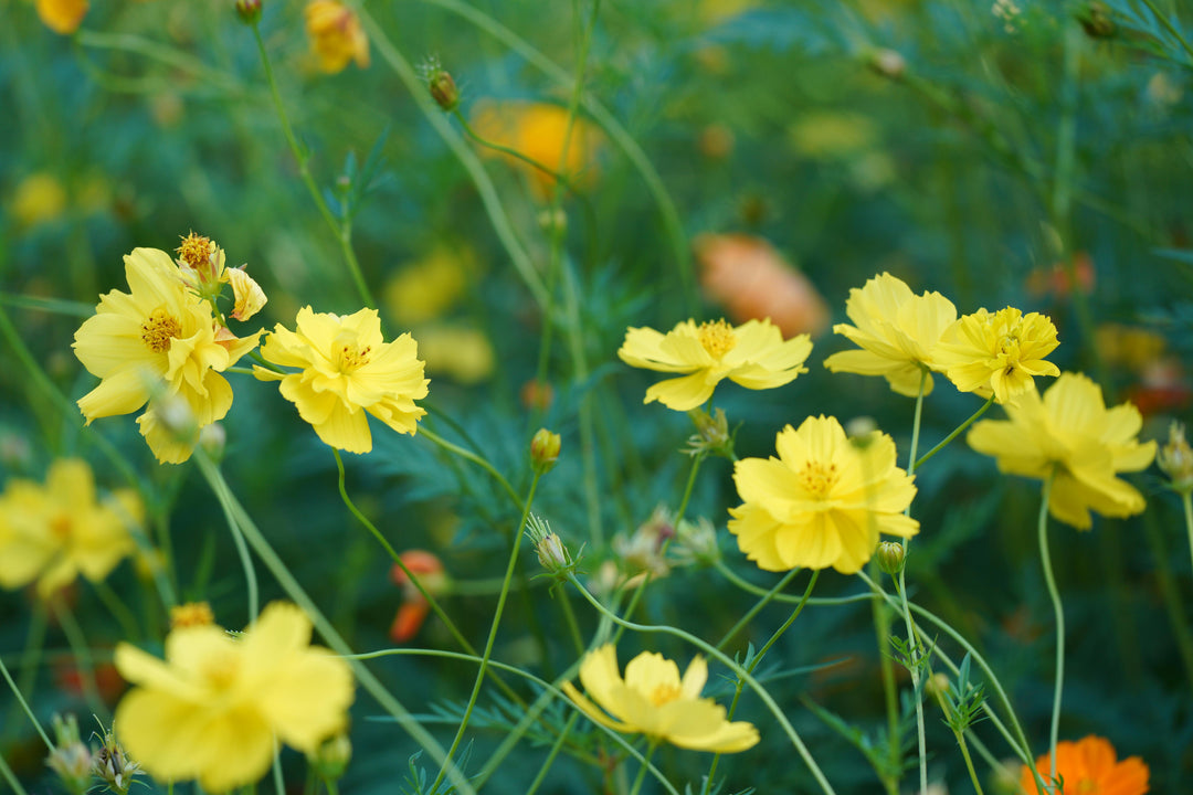 Cosmos sulphureus 'Bright Lights'