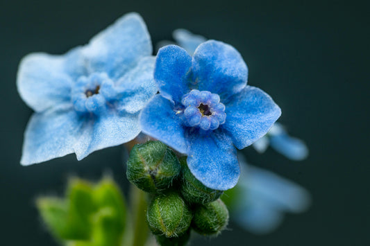 Blå Kinesisk forglemmigej - Cynoglossum amabile