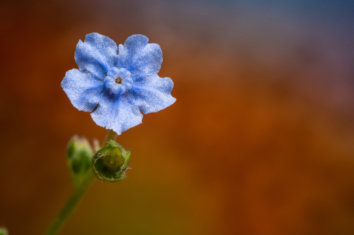 Blå kinesisk forglemmigej – Cynoglossum amabile