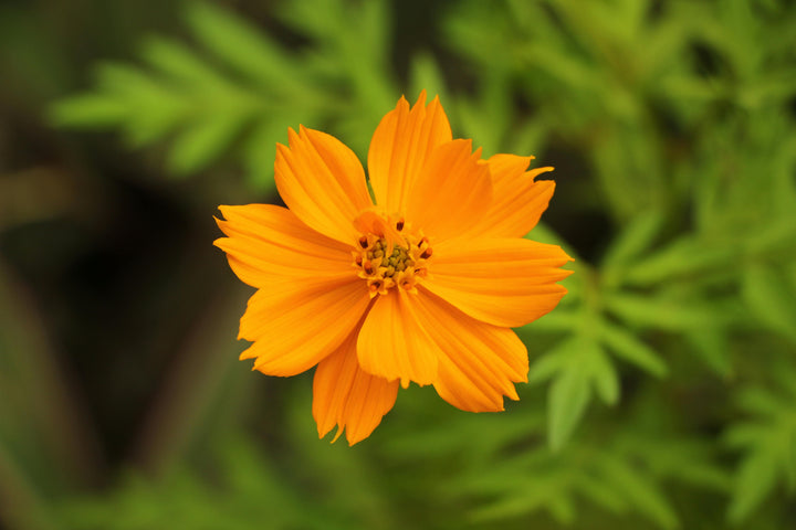 Cosmos sulphureus 'Bright Lights'