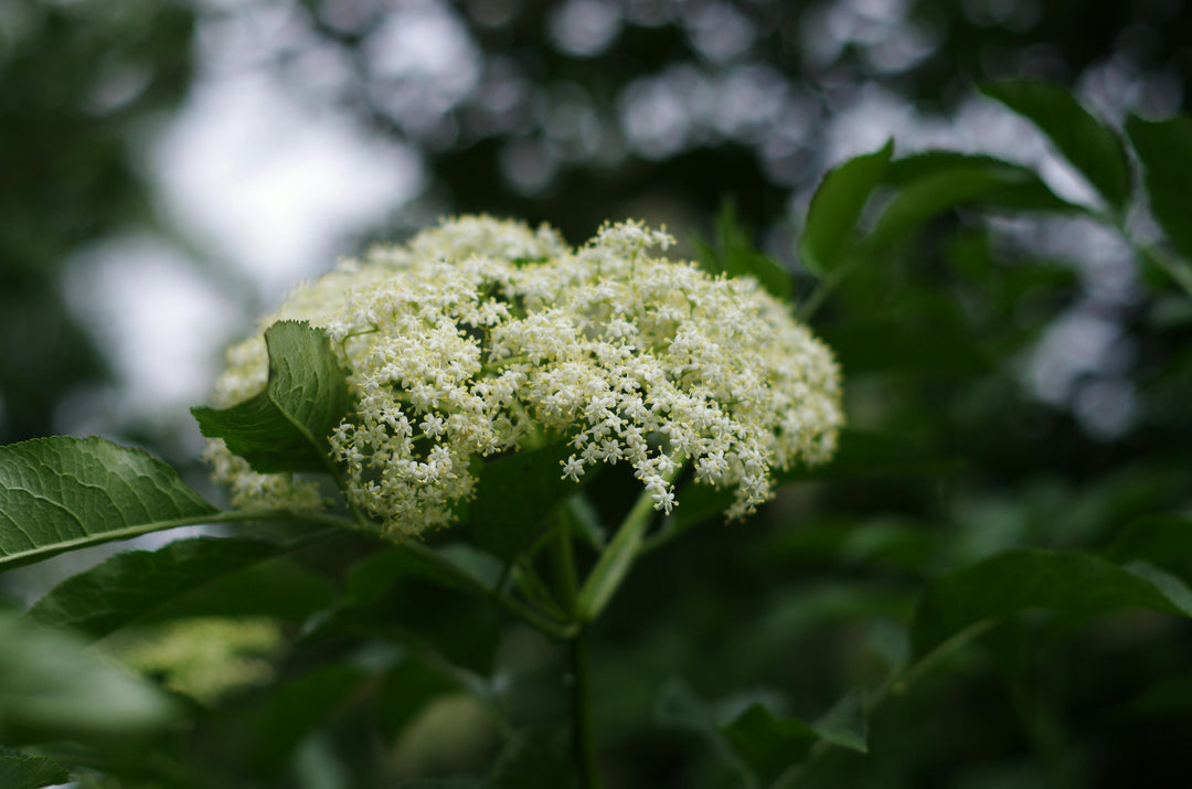 Almindelig hyld - Sambucus nigra