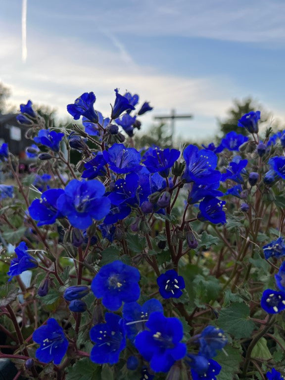 Klokke-honningurt "Desert bluebell" - phacelia campanularia