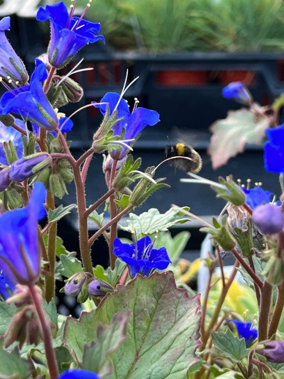 Klokke-honningurt "Desert bluebell" - phacelia campanularia