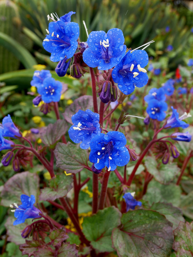 Klokke-honningurt "Desert bluebell" - phacelia campanularia