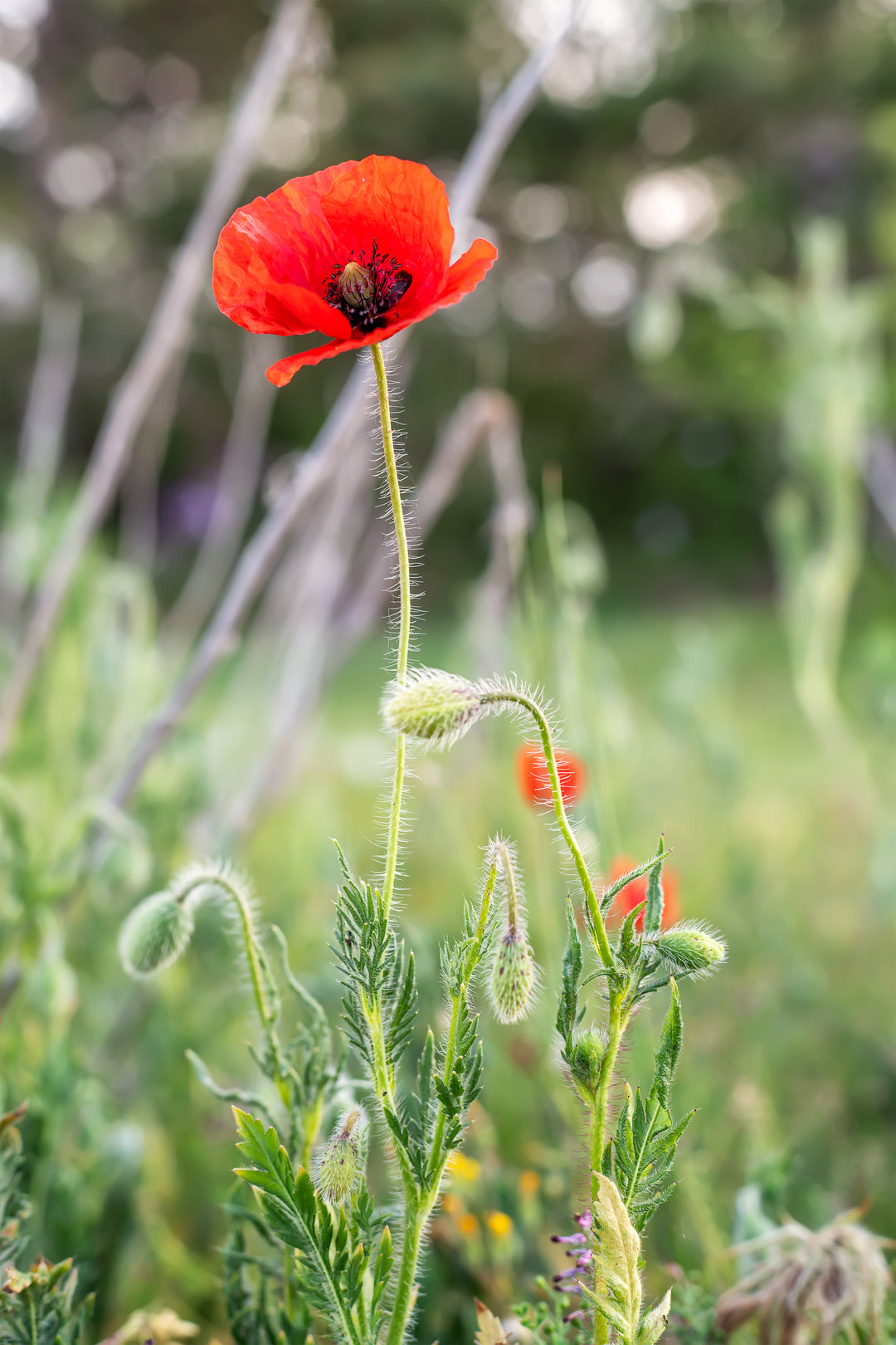 Kornvalmue - Papaver rhoeas