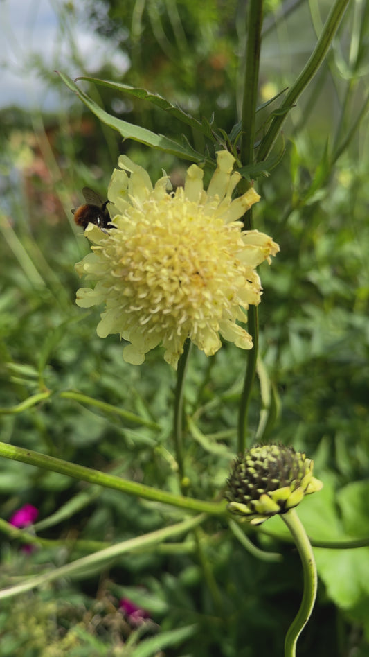 gigantisk skabiose, kæmpe skælhoved - Cephalaria gigantea