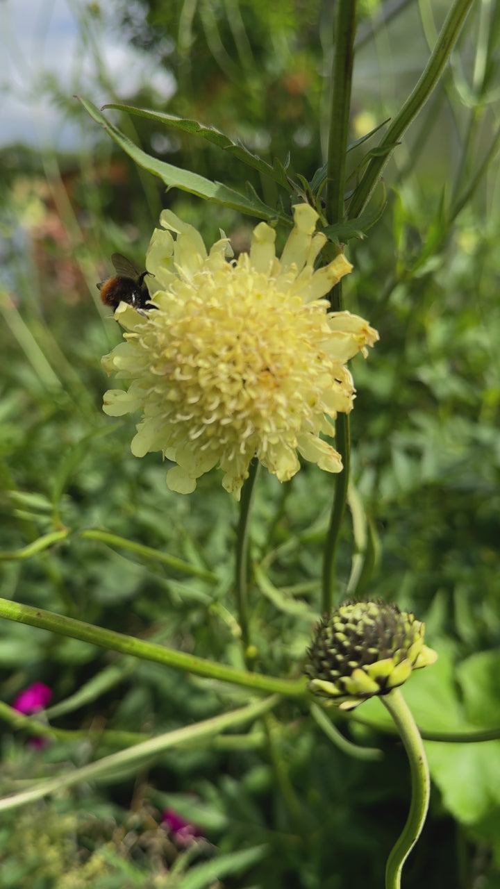 gigantisk skabiose, kæmpe skælhoved - Cephalaria gigantea