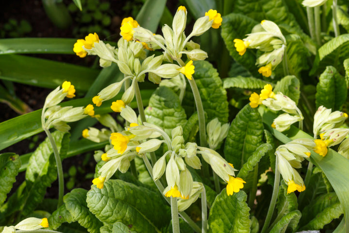 Hulkravet Kodriver - primula veris