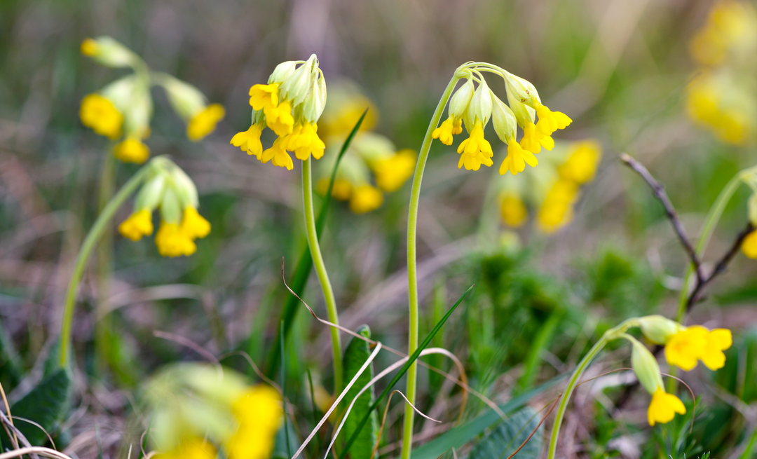 Hulkravet Kodriver - primula veris