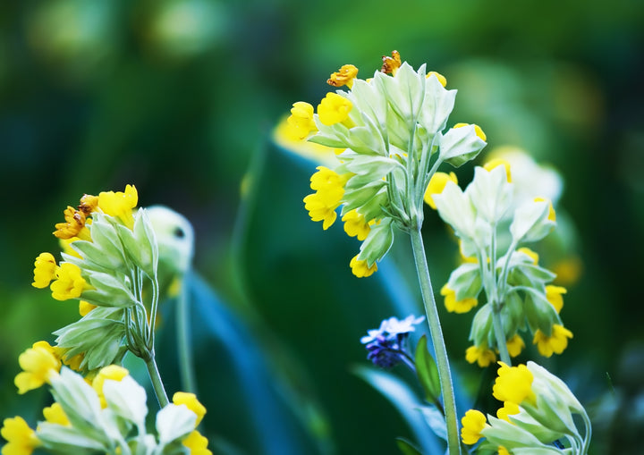 Hulkravet Kodriver - primula veris
