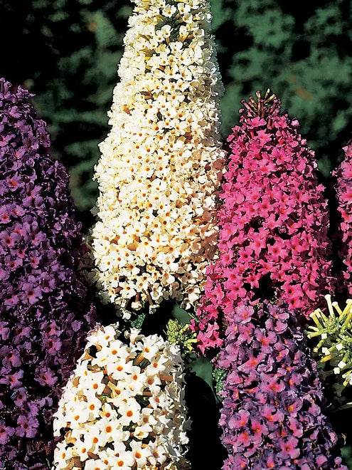 Sommerfuglebusk, Buddleja davidii 'Butterfly Hybrids'