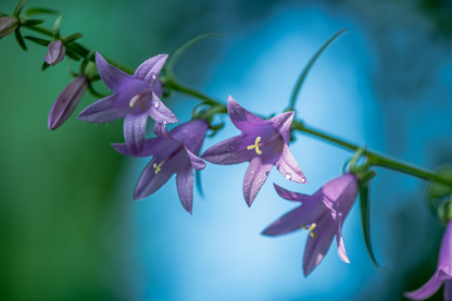 Klokke Smalbladet - Campanula persicifolia