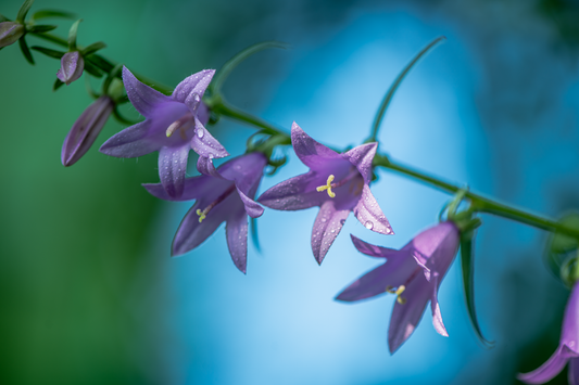 Klokke Smalbladet - Campanula persicifolia