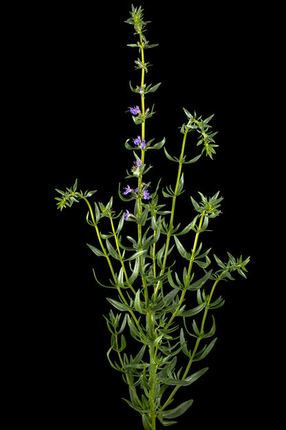 Isop Ægte - Hyssopus officinalis 'blue'