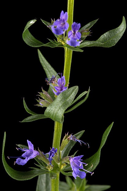 Isop Ægte - Hyssopus officinalis 'blue'