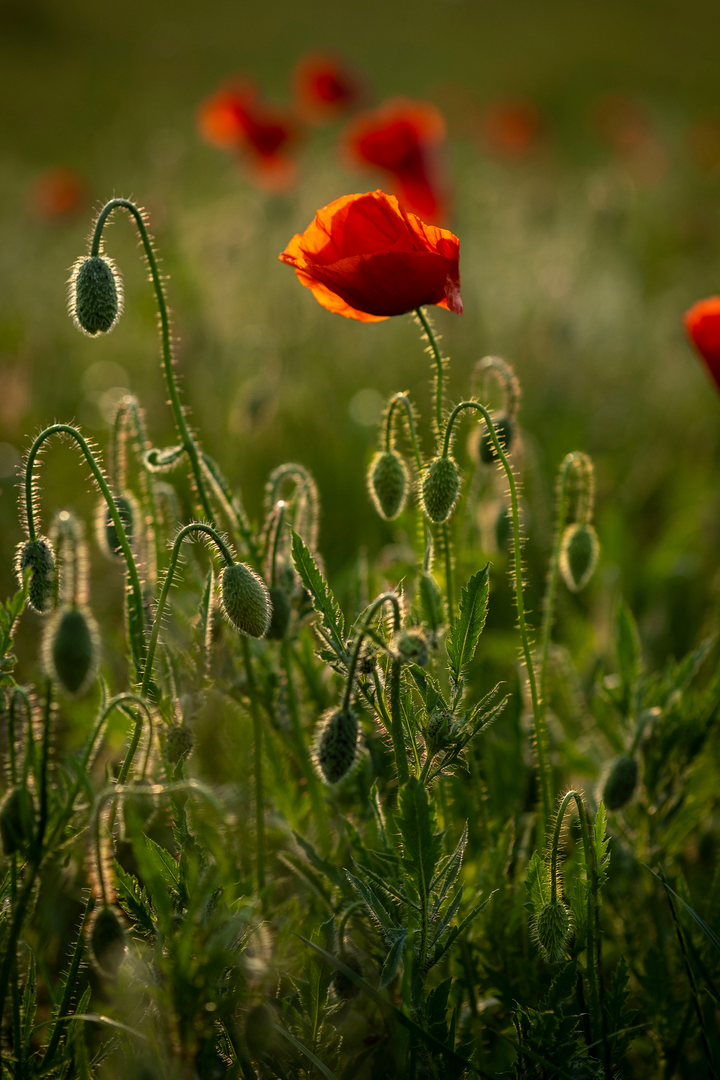 Kornvalmue - Papaver rhoeas
