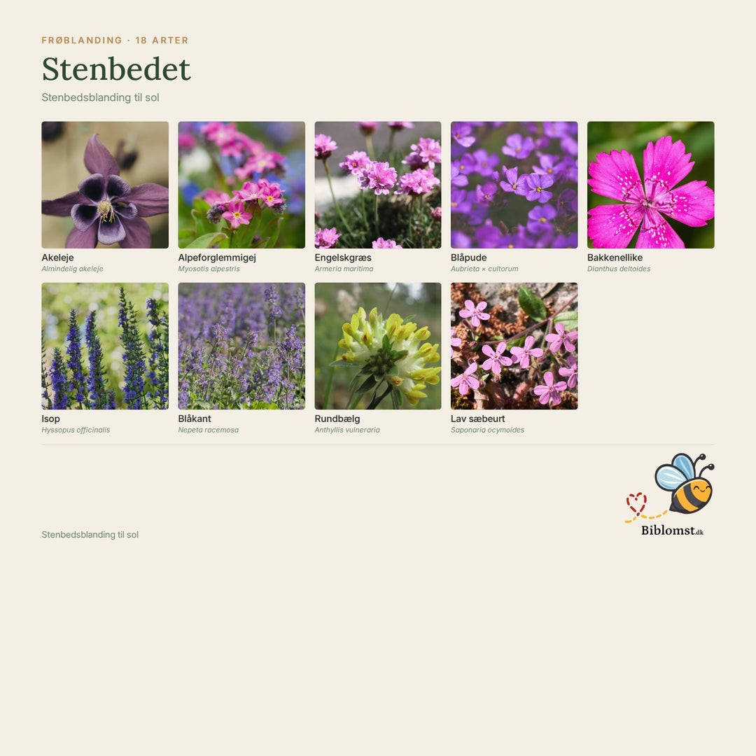 Biblomst stenbedet – oversigt over arterne i blandingen (1)