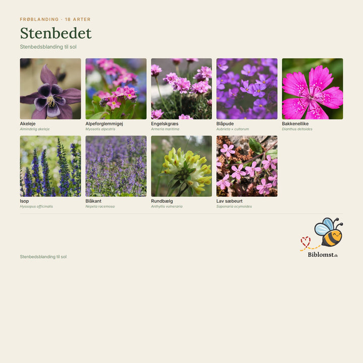 Biblomst stenbedet – oversigt over arterne i blandingen (1)