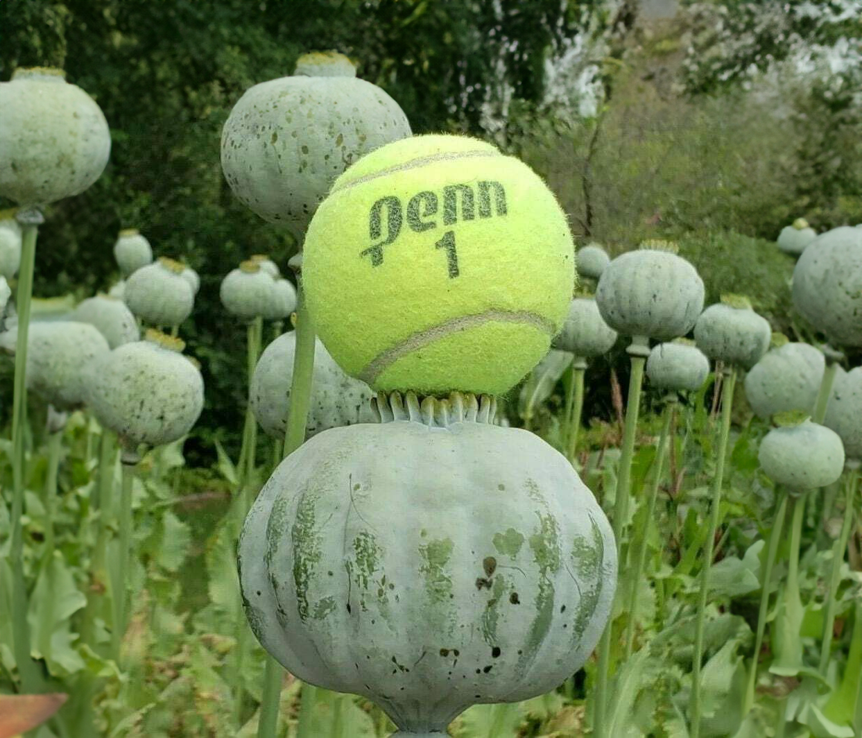 Valmue Gigant - Papaver Giganteum