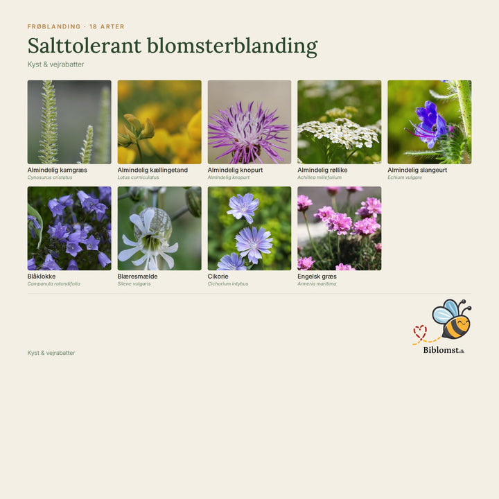 Salttolerant blomsterblanding – oversigt over arterne i blandingen (1)