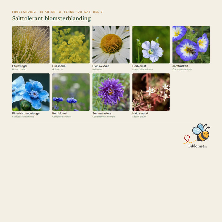 Salttolerant blomsterblanding – oversigt over arterne i blandingen (2)