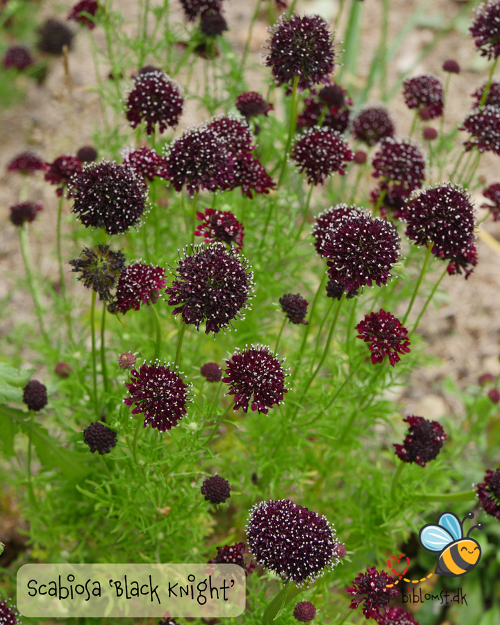 Skabiose 'Black Knight' – Scabiosa atropurpurea