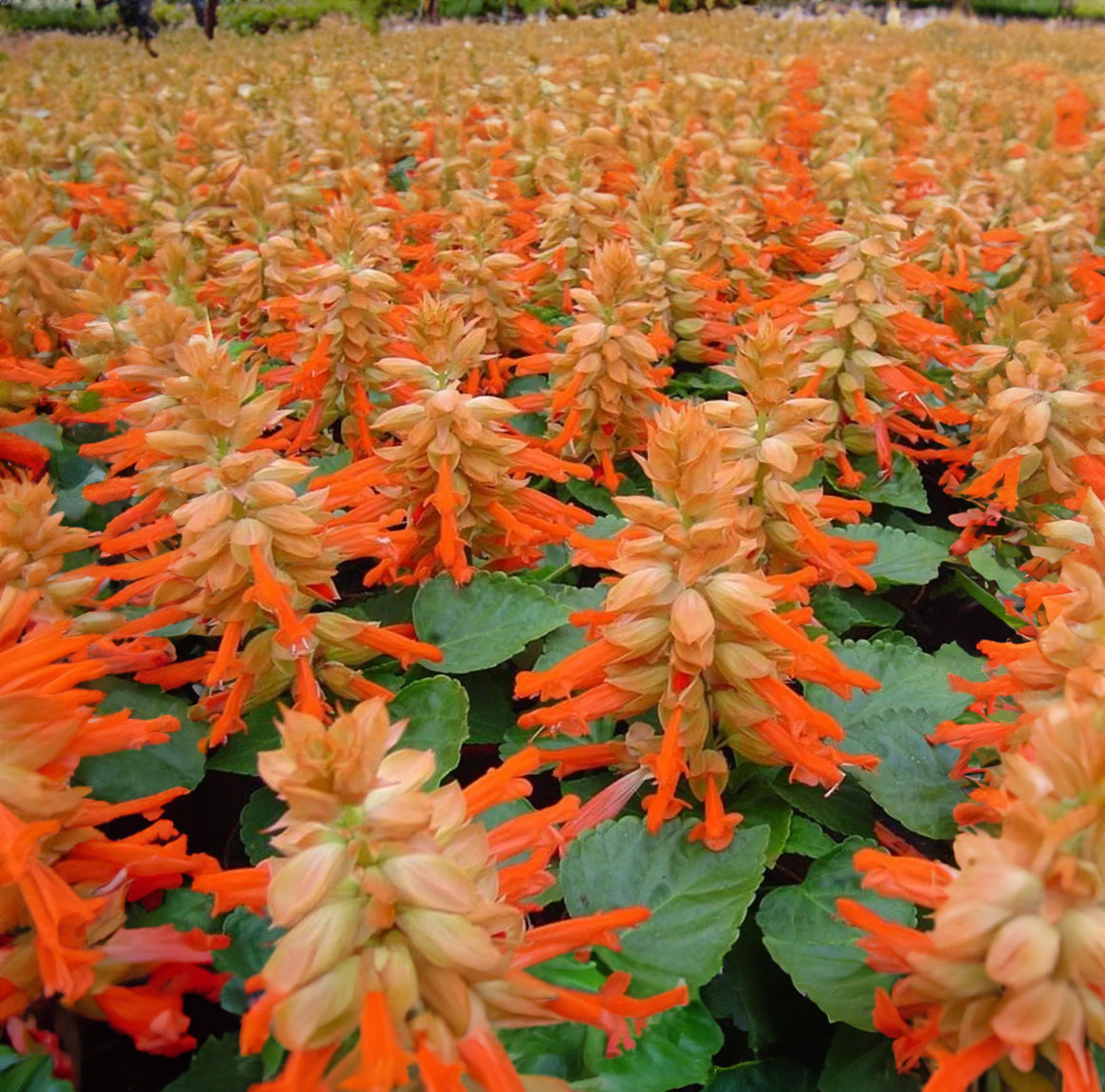 Tofarvet salvie - salvia splendens bicolor