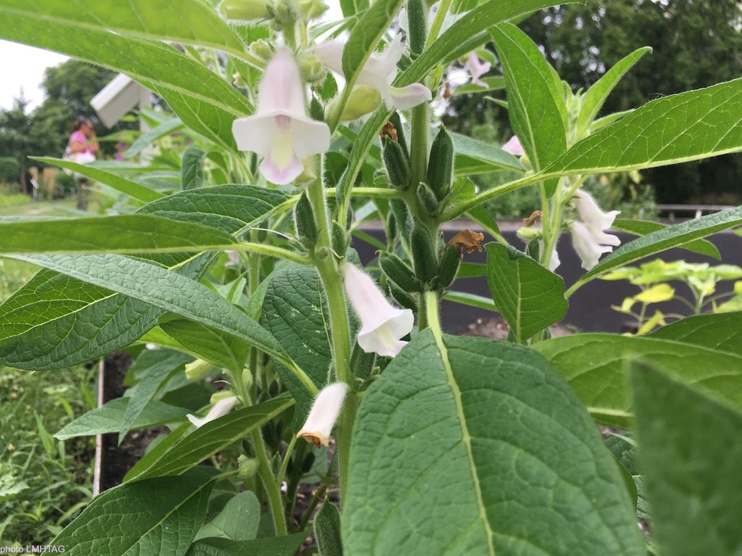 Sesam - sesamum indicum L.