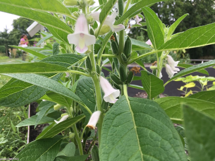 Sesam - sesamum indicum L.