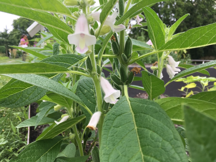 Sesam - sesamum indicum L.