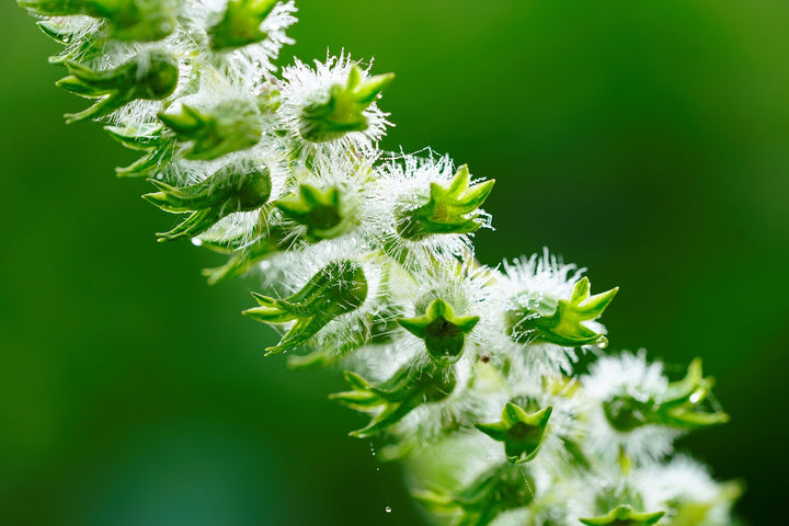 Sesam - sesamum indicum L.