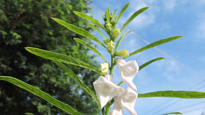 Sesam - sesamum indicum L.