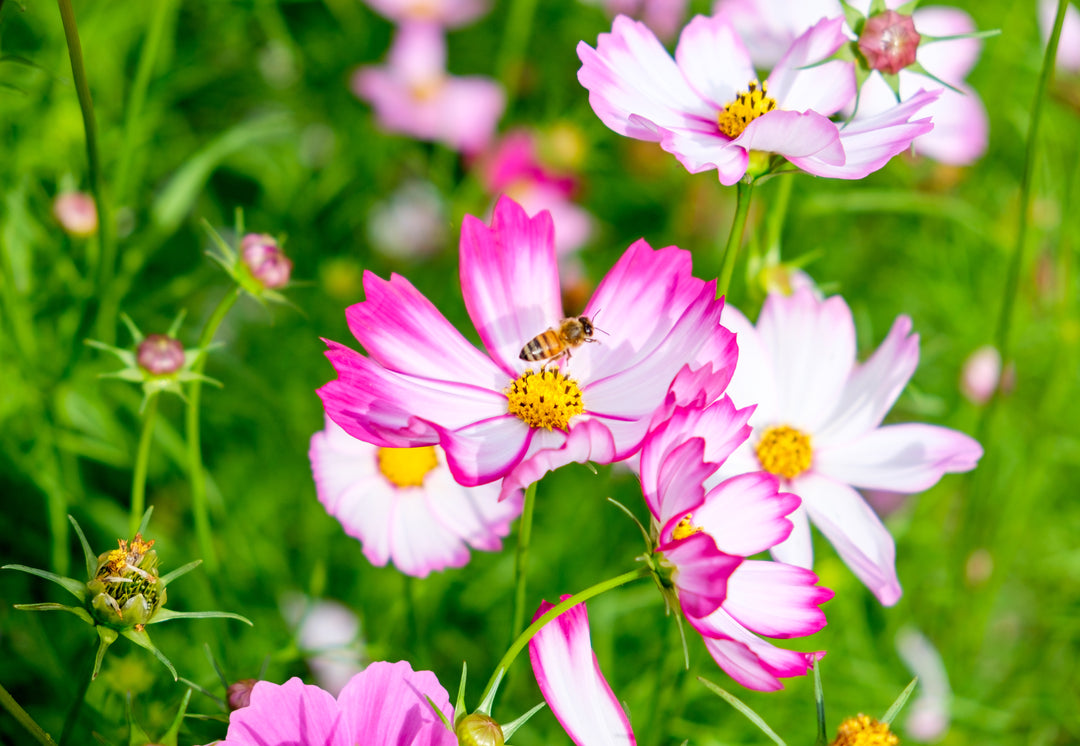 Cosmos bipinnatus 'Daydream'