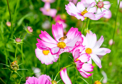 Cosmos bipinnatus 'Daydream'
