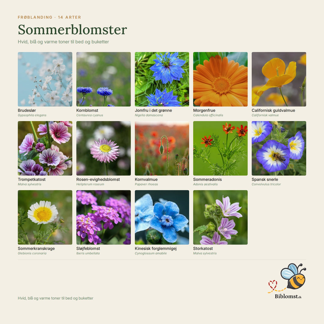 Sommerblomster – oversigt over arterne i blandingen (1)