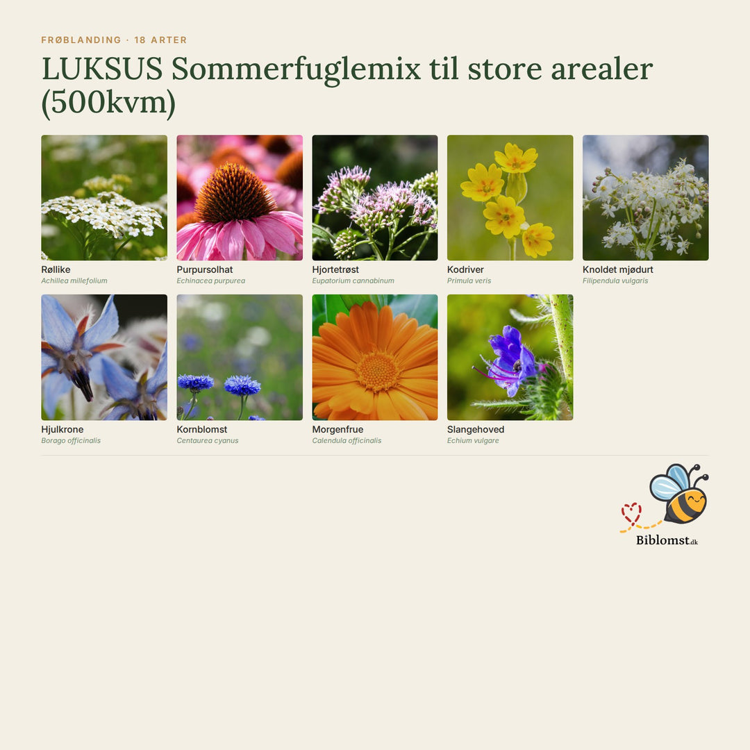 LUKSUS Sommerfuglemix til store arealer (500kvm) – oversigt over arterne i blandingen (1)