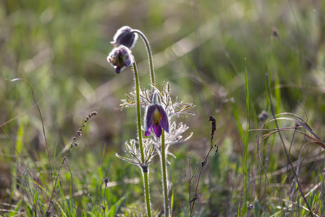 Opret kobjælde, lilla (pulsatilla vulgaris)