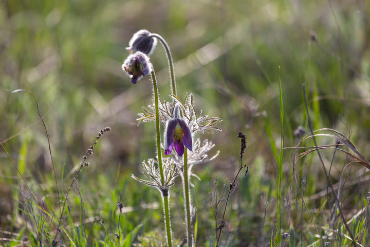Opret kobjælde, lilla (pulsatilla vulgaris)