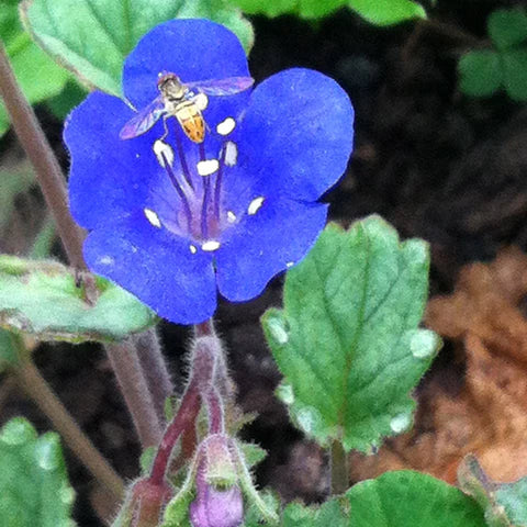 Klokke-honningurt "Desert bluebell" - phacelia campanularia