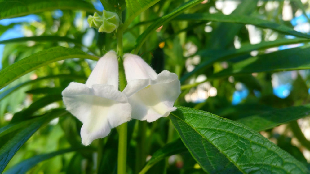 Sesam - sesamum indicum L.