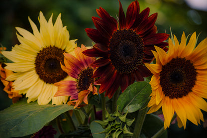 Halvhøj solsikke farvemix - helianthus annuus