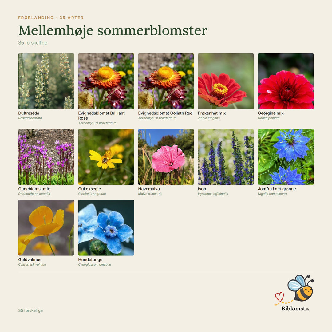 Biblomst mellemhøje sommerblomster – oversigt over arterne i blandingen (1)